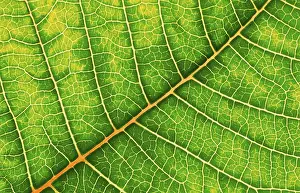 Close Up Macro Drucke: Structure of a leaf