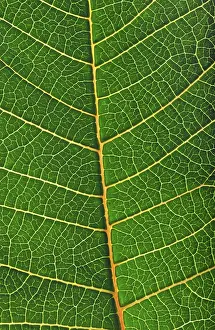 Close Up Leaf Drucke: Structure of a leaf