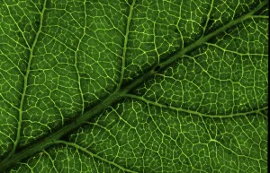 Close Up Leaves Drucke: Structure of a leaf