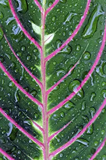 Close Up Leaf Detail Drucke: Structure of a leaf with water drops