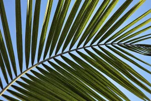 Close Up Palm Leaf Drucke: Structure of a palm frond, close-up