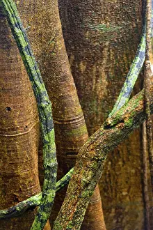 No People Natural Environment Drucke: Structure, pattern, deposits, patina