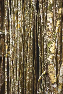 Australian Wilderness Landscape Drucke: Structure, pattern, deposits, patina