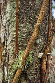 Nature Photography Australia Drucke: Structure, pattern, deposits, patina