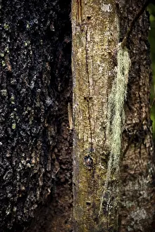 Old Growth Forest Scenery Drucke: Structure, pattern, deposits, patina