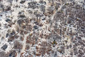 Drucke von Struktur und Muster, Bäume in der Trockenzeit, arides Landschaftsbild, Luftaufnahme des Okavangodelta, nahe Maun, Okavangodelta, Botswana Maun Drucke: Struktur und Muster, Bäume in der Trockenzeit.