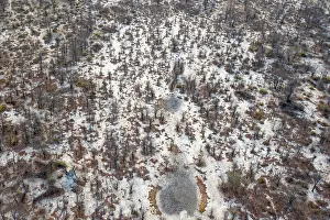 Aerial View Of Okavango Delta Drucke: Structure and pattern, trees in the dry season