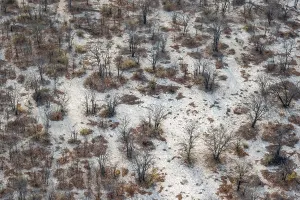 Drucke von Struktur und Muster, Bäume in der Trockenzeit, arides Landschaft, Luftaufnahme des Okavango-Deltas, nahe Maun, Okavango-Delta, Botswana Maun Drucke: Struktur und Muster, Bäume in der Trockenzeit.