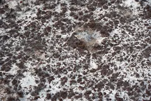 Drucke von Struktur und Muster, Bäume in der Trockenzeit, arides Landschaft, Luftaufnahme des Okavango-Deltas, nahe Maun, Okavango-Delta, Botswana Maun Drucke: Struktur und Muster, Bäume in der Trockenzeit.