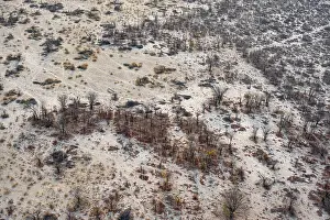 Drucke von Struktur und Muster, Bäume in der Trockenzeit, arides Landschaft, Luftaufnahme des Okavango-Deltas, nahe Maun, Okavango-Delta, Botswana Maun Drucke: Struktur und Muster, Bäume in der Trockenzeit.