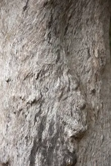 Close Up Nature Shots Drucke: Structure, texture, relief, nature
