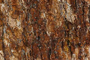 Tree Bark Texture Drucke: Structure of a tree bark, bark