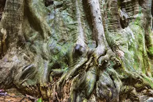 Tropical Tree Structure Drucke: Structure of a tropical tree, tree