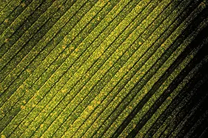 Palm Leaf Structure Drucke: Structure of yellow spotted palm leaf, detail