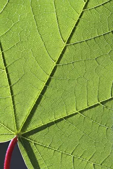 Nature Botany Photography Drucke: Structures on a maple leaf, macro