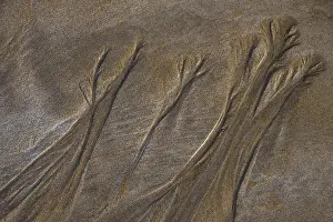 Sandy Beach Structures Drucke: Structures in sand on sandy beach