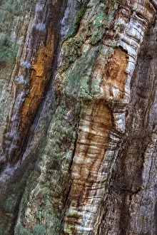 Weathered Tree Trunk Drucke: Structures in the weathered wood on a dead tree trunk