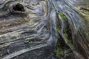 Weathered Tree Trunk Drucke: Structures in the weathered wood on a dead tree trunk