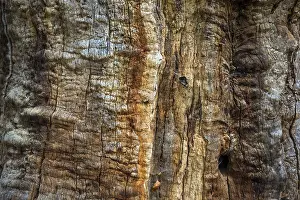 Weathered Tree Trunk Drucke: Structures in the weathered wood on a dead tree trunk