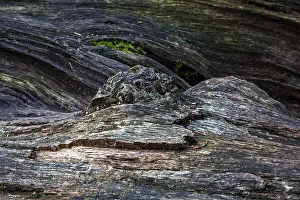Sababurg Primeval Forest Germany Drucke: Structures in the weathered wood on a dead tree trunk
