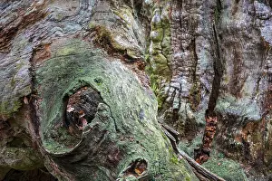 Weathered Tree Trunk Drucke: Structures in the weathered wood on a dead tree trunk