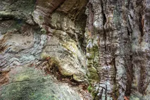 Weathered Tree Trunk Drucke: Structures in the weathered wood on a dead tree trunk