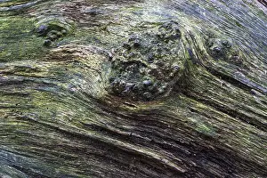 Weathered Tree Trunk Drucke: Structures in the weathered wood on a dead tree trunk