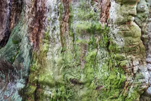 Sababurg Primeval Forest Germany Drucke: Structures in the weathered wood on a dead tree trunk