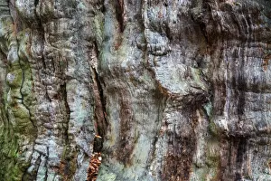 Weathered Tree Trunk Drucke: Structures in the weathered wood on a dead tree trunk