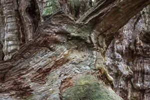 Weathered Tree Trunk Drucke: Structures in the weathered wood on a dead tree trunk