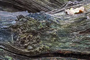 Weathered Tree Trunk Drucke: Structures in the weathered wood on a dead tree trunk