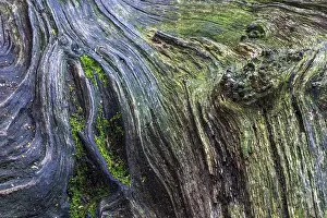 Weathered Tree Trunk Drucke: Structures in the weathered wood on a dead tree trunk