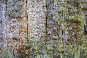 Weathered Tree Trunk Drucke: Structures in the weathered wood on a dead tree trunk
