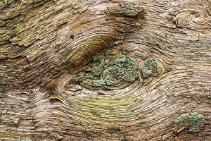 Sababurg Primeval Forest Germany Drucke: Structures in the wood of a dead tree trunk