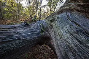 Sababurg Primeval Forest Germany Drucke: Structures in the wood of a dead tree trunk