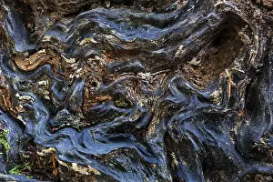 Sababurg Primeval Forest Germany Drucke: Structures in the wood of a dead tree trunk
