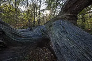 Sababurg Primeval Forest Germany Drucke: Structures in the wood of a dead tree trunk