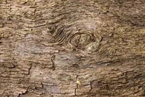 Central European Nature Reserve Drucke: Structures in the wood of a dead tree trunk