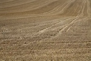 Agricultural Landscape Drucke: Stubble field