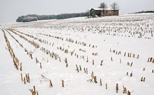 Agricultural Scene Drucke: Stubble field in winter
