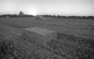 Drucke von Stoppelbearbeitung nach der Getreideernte, Verarbeitung von Stroh zu quadratischen Heuballen, Landwirtschaft, schwarz und weiß, Stuttgart, Baden-Württemberg Stuttgart Drucke: Stoppelbearbeitung nach der Getreideernte