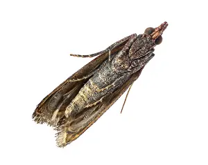 Delicate Insect Photography Drucke: Studio shot of a common clothes moth
