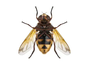 Studio Shot Insect Drucke: Studio shot of a hoverfly insect