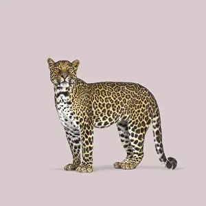 Predator Mammal Photography Drucke: Studio shot of a majestic leopard standing against a solid pink background