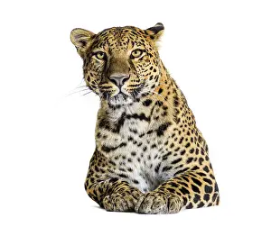 Endangered Species Photo Drucke: Studio shot of a powerful leopard