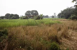 Abandoned Farm Field Drucke: Subtitle: Rice field of the teacher Roten