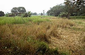 African Agriculture Landscape Drucke: Subtitle: Rice field of the teacher Roten