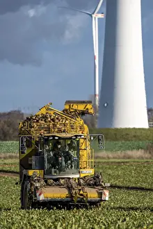 Sugar Beet Harvest Drucke: Sugar beet harvest, with an automatic