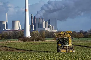 Sugar Beet Harvest Drucke: Sugar beet harvest, with an automatic