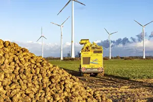 Sugar Beet Harvest Drucke: Sugar beet harvest, with an automatic
